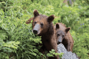 Two bears hiding behind the branches, Alaska.